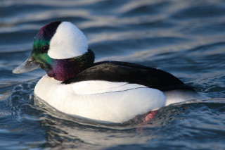 Duck colorful head swimming lake 2 - iridescent accent free wallpaper