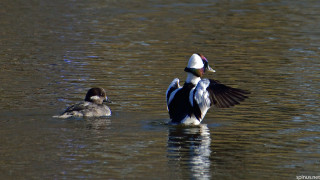 Ducks floating lake trees couple - top of a lake free wallpaper