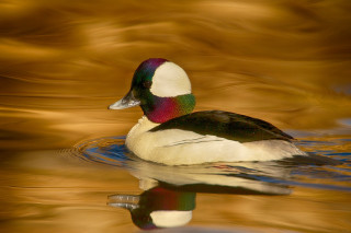 Duck swimming blurry background golden - donald roller wilson free wallpaper