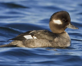 Duck floating shoreline waves blue - female free wallpaper
