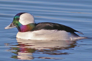 Duck multicolored head swimming lake - iridescent accent free wallpaper