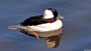 Duck floating water shoreline red - a white head free wallpaper