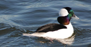 Duck swimming blurry background water - a duck free wallpaper