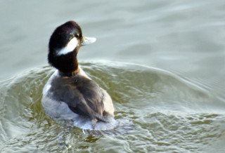 Duck swimming water lake shore - a duck free wallpaper