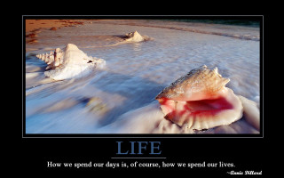 Shell beach quote about life - life free wallpaper