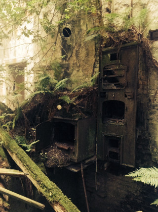 Dilapidated building plants growing broken - free bird wallpaper