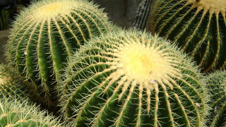 Cactus yellow tips closeup black - pincushion len free wallpaper
