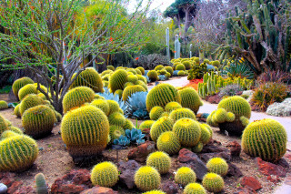 Garden cacti succulents maximalism desert - boetius adamsz bolswert free wallpaper for desktop