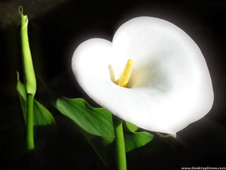 White flower yellow stamen green 2 - elaine duillo free wallpaper for desktop