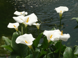 White flowers water green leaves - carpoforo tencalla free wallpaper for desktop