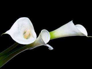 White flower black background closeup 2 - the image free wallpaper for desktop
