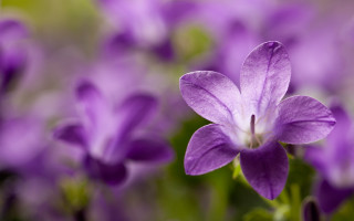 Purple flower closeup blurry background 5 - a blurry background of flowers free wallpaper