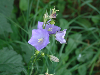 Purple flower green leaves blurry 2 - the background and a blurry background behind free wallpaper