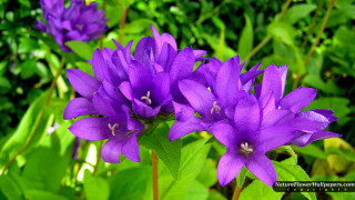 Purple flower green leaves blurry 3 - the background and a blurry background behind free wallpaper for desktop