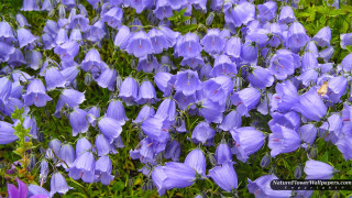 Purple flowers in the grass 3 - one flower in the middle of the picture free wallpaper