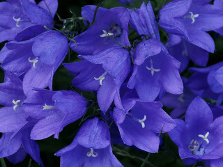 Purple flowers white stamens green 2 - a green stem in the background free wallpaper