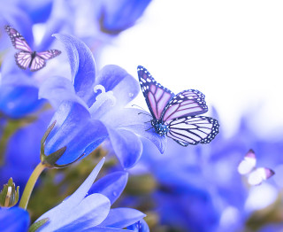 Butterflies blue flower white petals - a white sky in the background free wallpaper