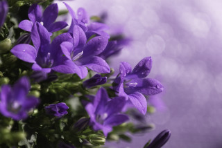Purple flowers water droplets blurry - water droplet free wallpaper