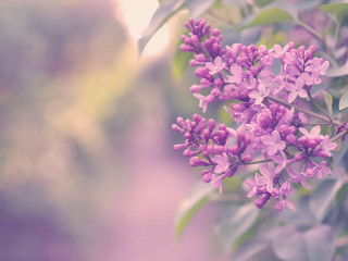 Purple flowers growing tree branch - purple flower free wallpaper for desktop