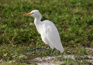 White bird long beak grass - a small patch of grass free wallpaper