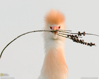 Bird long beak branch berries - berry free wallpaper for desktop