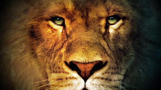 Lion face dark background blurry - movie poster free wallpaper for desktop