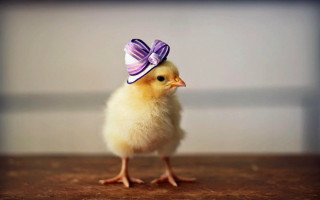 Small yellow chicken purple bow - a purple ribbon free wallpaper for desktop
