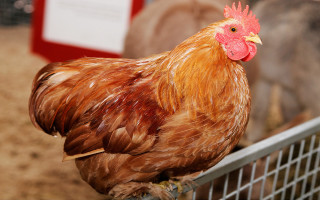 Chicken fence pen animals red - upper body free wallpaper for desktop