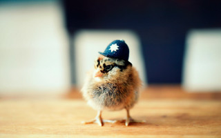 Small chicken blue hat table - a blue hat free wallpaper