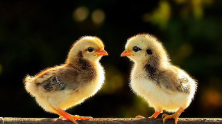 Two chicks wood trees flame - little free wallpaper