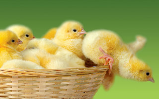 Basket yellow chicks green background - a green background behind them free wallpaper