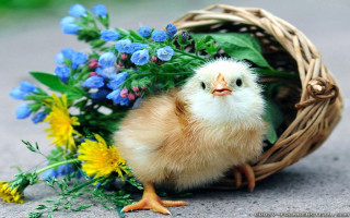 Small chicken basket flowers blue - a basket free wallpaper for desktop