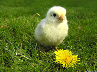 Small white chicken green field - a green grass free wallpaper