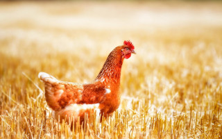 Chicken standing field grass blurry 2 - a field of grass free wallpaper for desktop