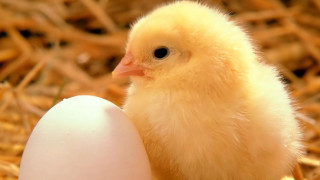 Small yellow chicken nest straws - anne said free wallpaper