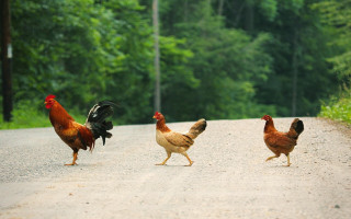 Chickens walking road forest trees - a road next free wallpaper