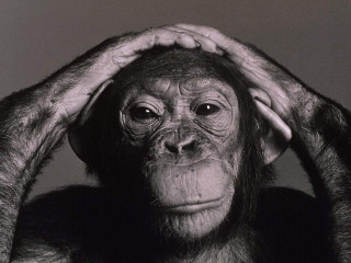 Chimpanzee serious expression holding head - head and shoulders portrait free wallpaper for desktop