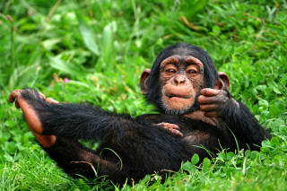 Chimp sitting grass hands chest - his chest free wallpaper