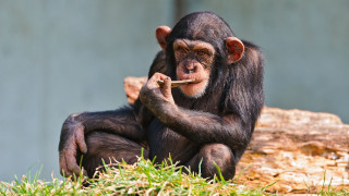 Chimp smoking log serious looking - a cigarette free wallpaper for desktop