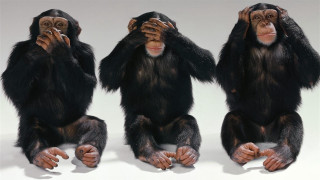 Three chimpanzees sitting ground hands - their mouth free wallpaper for desktop