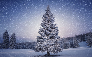 Snow covered pine night stars - star free wallpaper for desktop