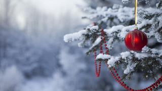 Red ornament pine tree snow 2 - ornamental free wallpaper