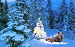 Bear snow christmas tree lights - a bear free wallpaper