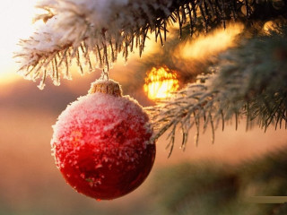 Red ornament pine tree snow 8 - a red ornament free wallpaper