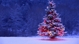 Christmas tree lit snow lights 3 - a christmas tree free wallpaper for desktop