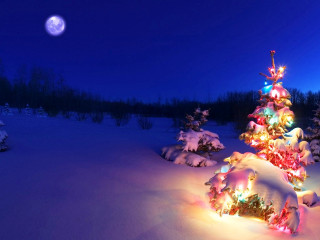 Christmas tree lit snow night 3 - a full moon in the background free wallpaper for desktop