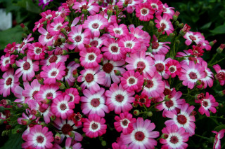 Pink white flowers garden green 3 - free flowers wallpaper