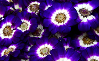 Purple white flowers yellow center - betty merken free wallpaper