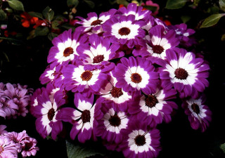 Purple white flowers garden green - betty merken free wallpaper