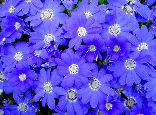 Purple flower bouquet garden macro - center free wallpaper